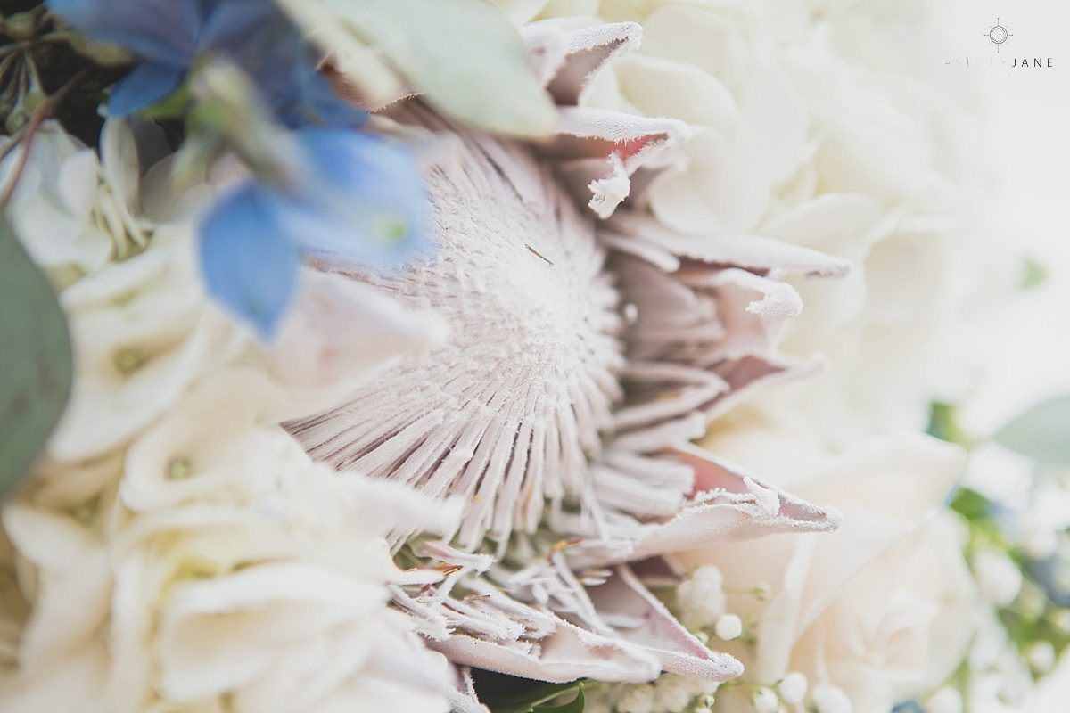 White Kind Protea flower detail shot by orlando wedding photographer 
